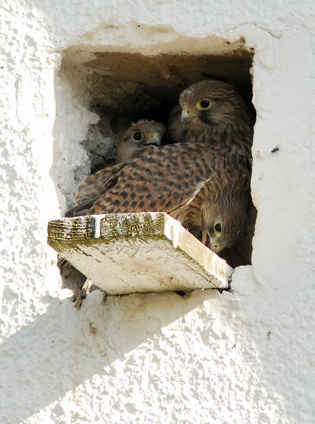 junger Turmfalke - Beute in kleinen Happen